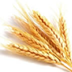 Triticum vulgaris